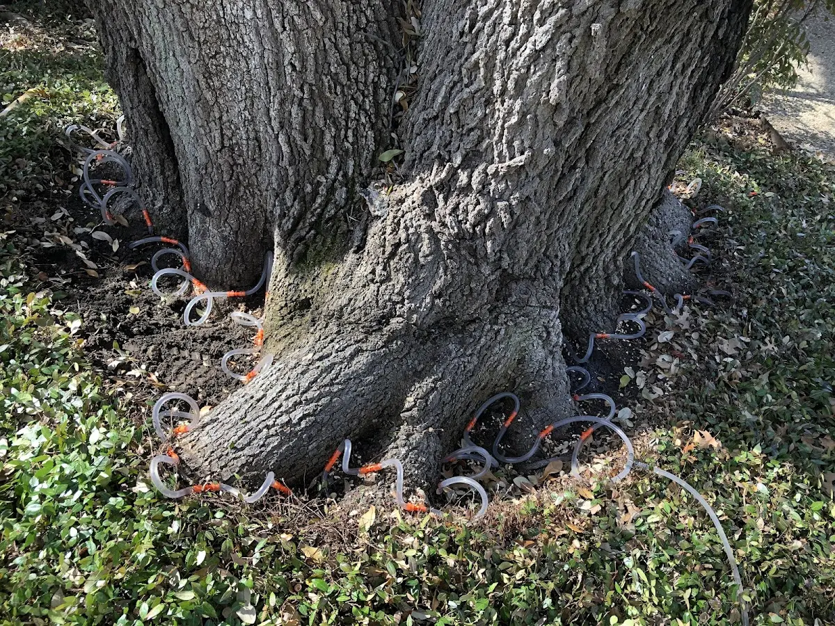 Detailed Tree Cabling and Bracing job site in Phillipsville