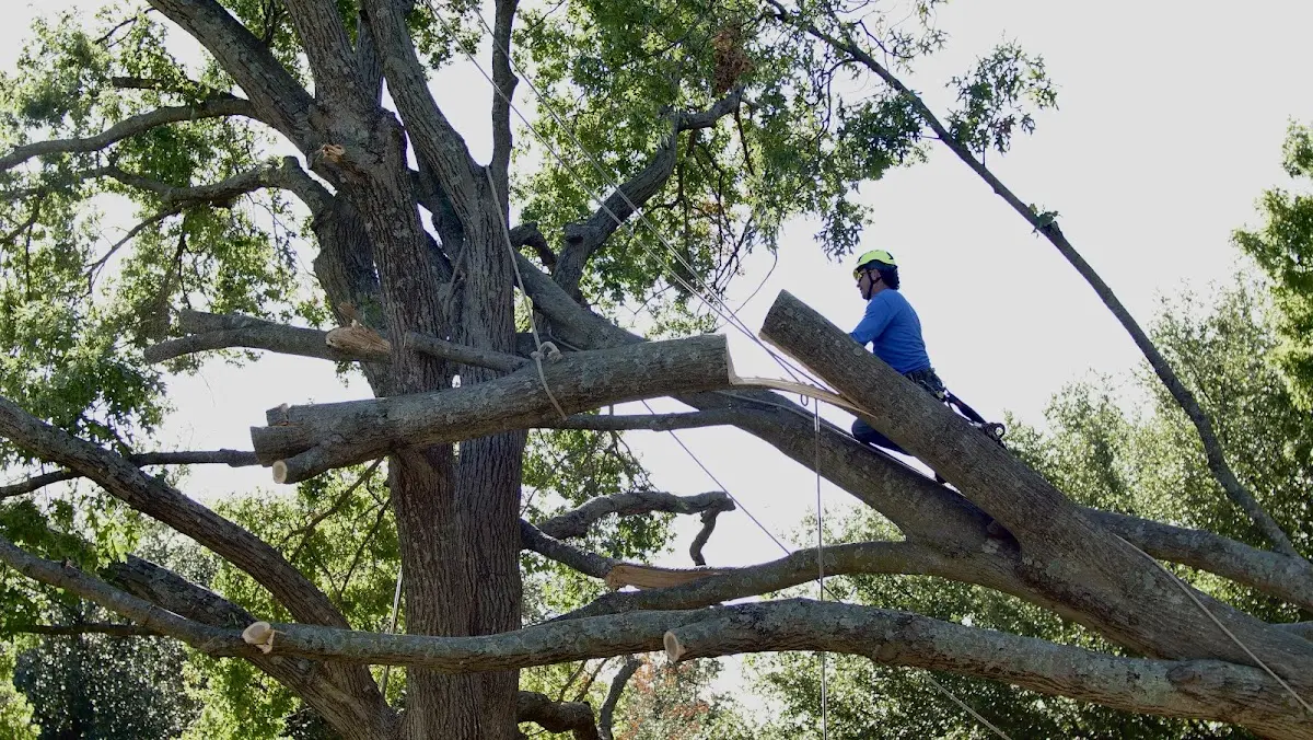 Professional Crown Thinning performed by certified arborists in Phillipsville