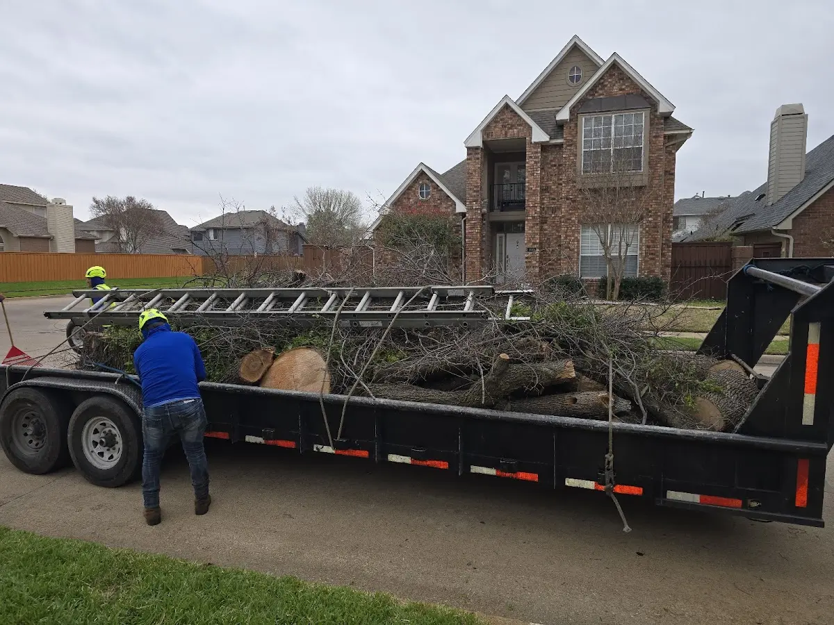 Expert Tree Removal with proper safety equipment in Phillipsville